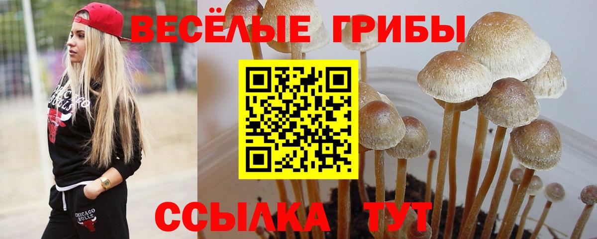 Псилоцибиновые грибы Psilocybine cubensis Москва